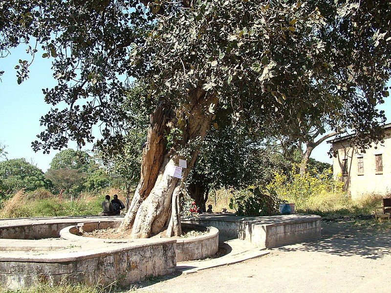 File:NdolaSlaveTree.jpg