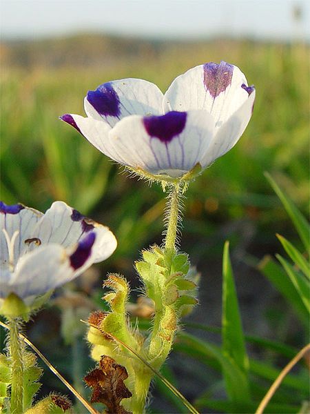 File:Nemophila pedunculata 000.jpg