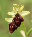 Early spider-orchid.