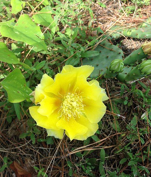 File:Opuntia nemoralis.jpg