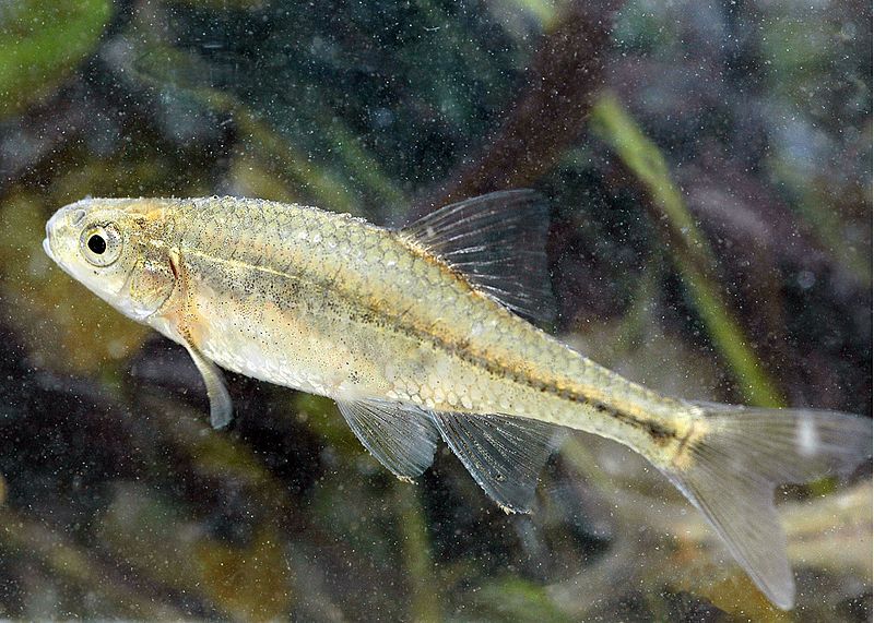 File:Oregon chub (12075420615).jpg