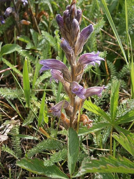 File:Orobanche purpurea 001.JPG