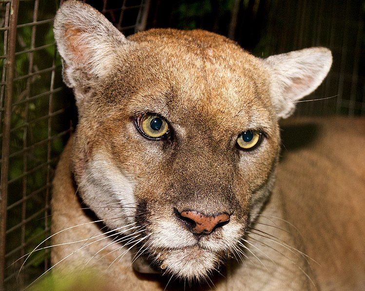 File:P-22-Mountain-Lion.jpg