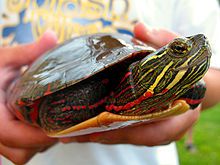 A painted turtle facing the viewers right and being held with two hands by a person