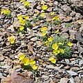 Papaver rhaeticum