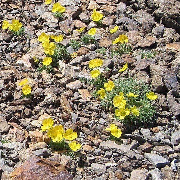 File:Papaver rhaeticum001a.jpg