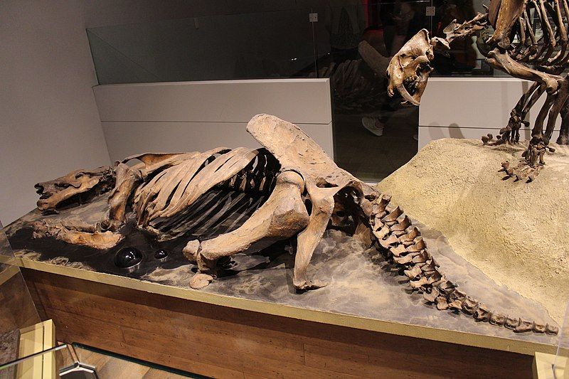 File:Paramylodon-Field Museum.jpg