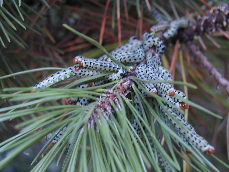 File:Pine sawflies 1.JPG