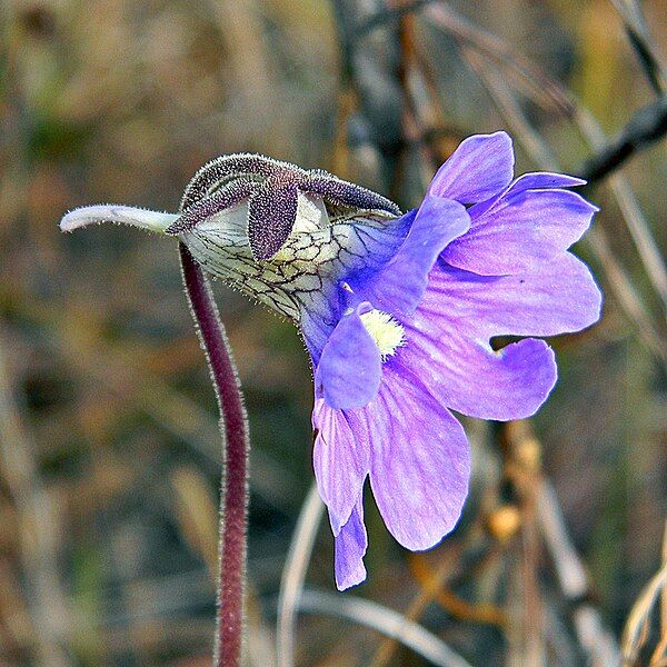 File:Pinguicula caerulea (5359134739).jpg