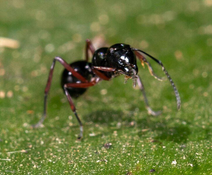 File:Polyrhachis laevissima.jpg