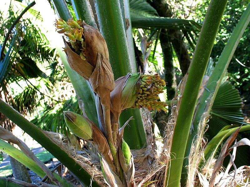 File:Pritchardia beccariana (4761432521).jpg