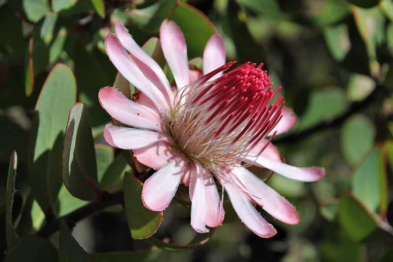 File:Protea punctata01.jpg