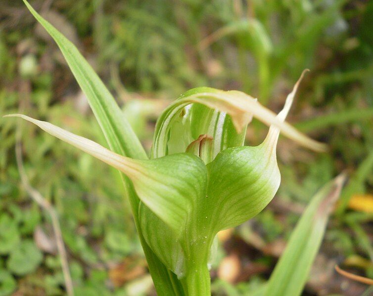 File:Pterostylis banksii 11.JPG