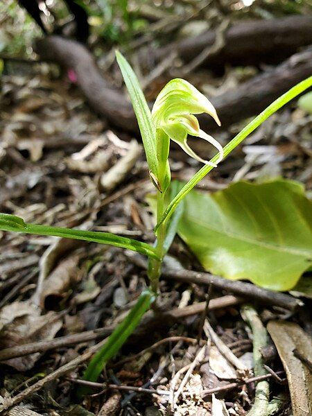 File:Pterostylis porrecta.jpg