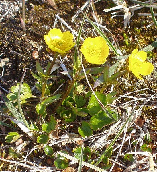 File:Ranunculus sulphureus (Longyearbyen).JPG