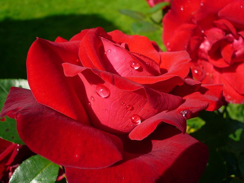 File:Rose rouge.JPG