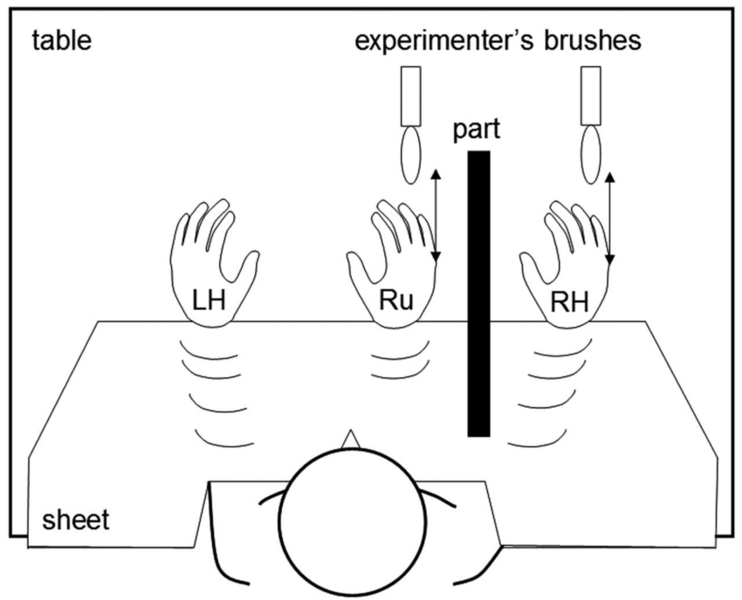 File:Rubber hand illusion.png