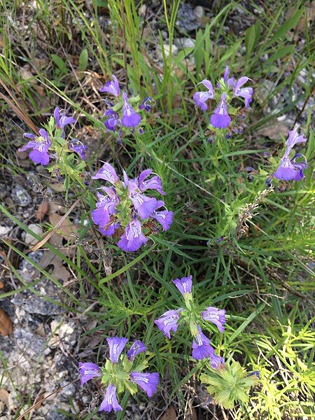 File:Salvia engelmannii iNat-43145045.jpg