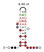 A consensus secondary structure and primary sequence for the 5` Sarcin-Ricin (or bulged-G) RNA motif.[6]