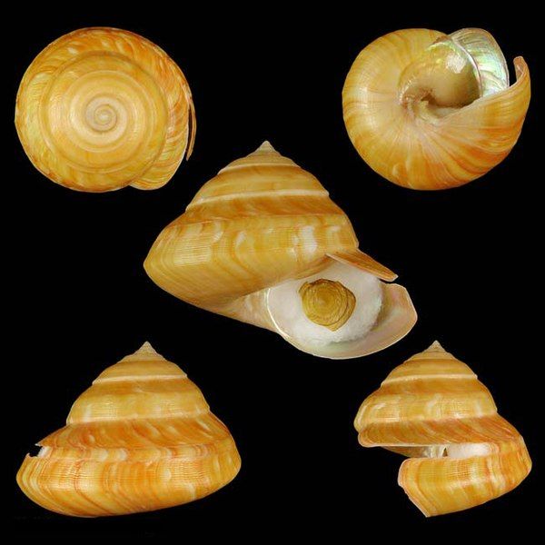 File:Seashell Bayerotrochus philpoppei.jpg