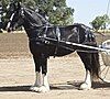 Shire horse