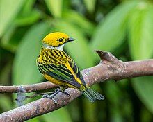 A yellow tanager with green and black streaking looking backwards