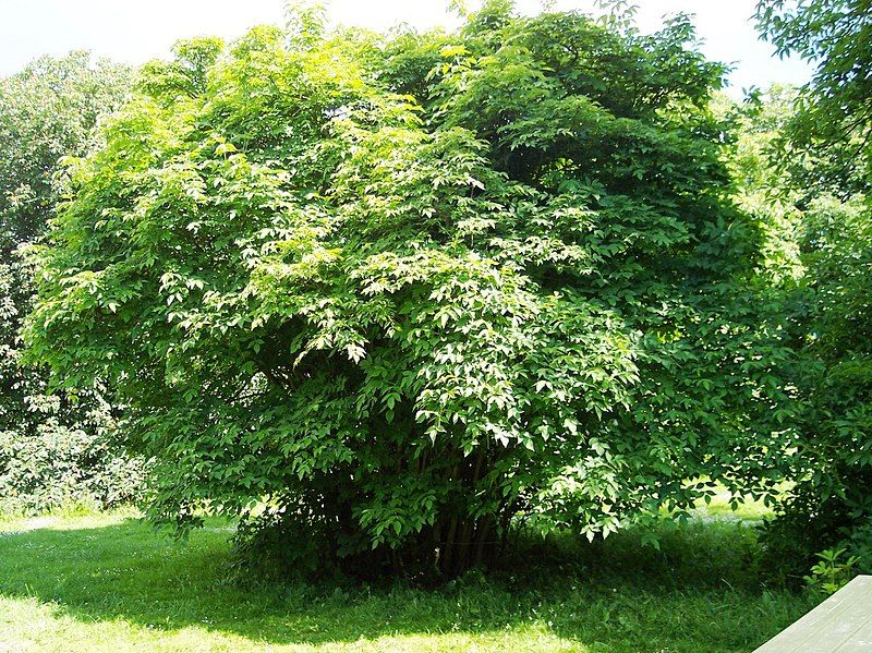 File:Staphylea colchica.jpg