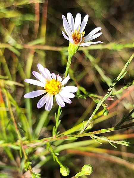 File:Symphyotrichum dumosum 105952922.jpg