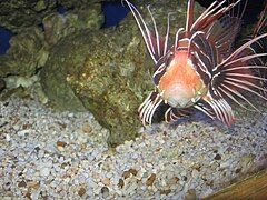 Clearfin lionfish (Pterois radiata) at the aquarium.