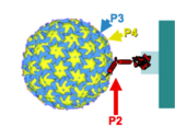 Transmission of cauliflower mosaic virus. The viral insect transmission factor (P2) binds to the tip of the aphid mouthparts