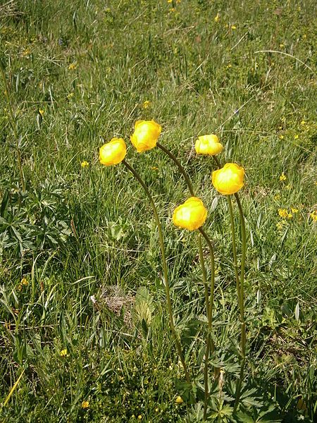 File:Trollius europaeus RHu01.jpg