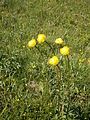 Trollius europaeus