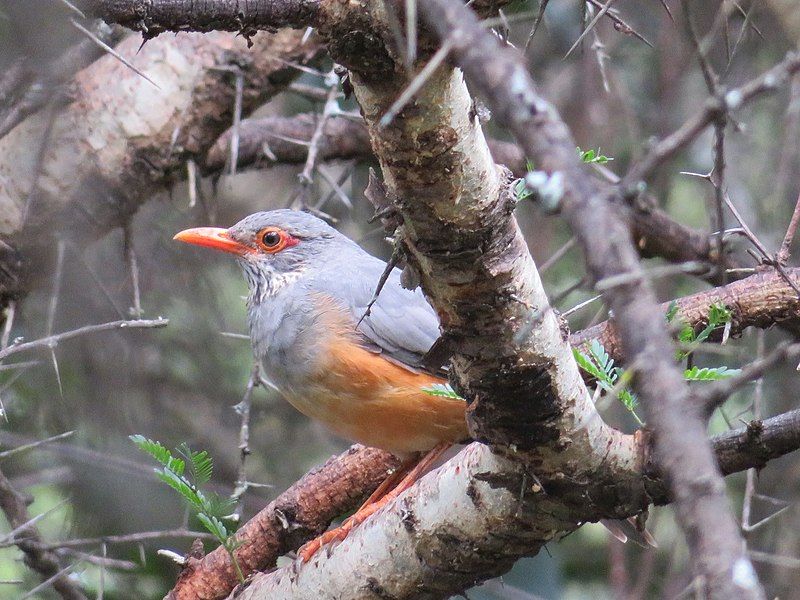 File:Turdus tephronotus 18652174.jpg