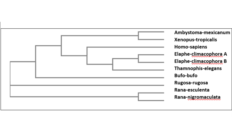 File:Tyrosinase phylogeny.png