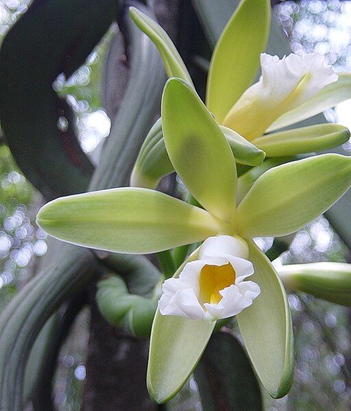 File:Vanilla chamissonis habitat.JPG