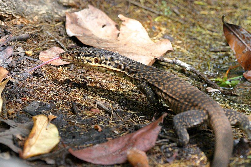 File:Varanus mitchelli.jpg