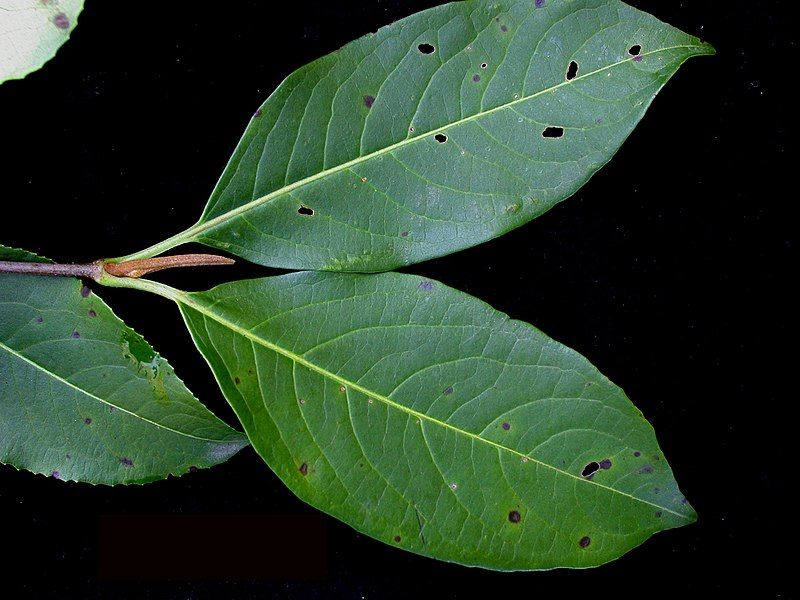 File:Viburnum cassinoides 15-p.bot-viburnum.cas-050.jpg