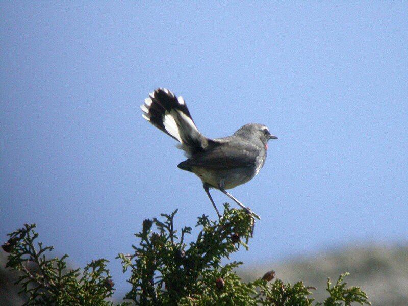 File:White-tailed Rubythroat.jpg