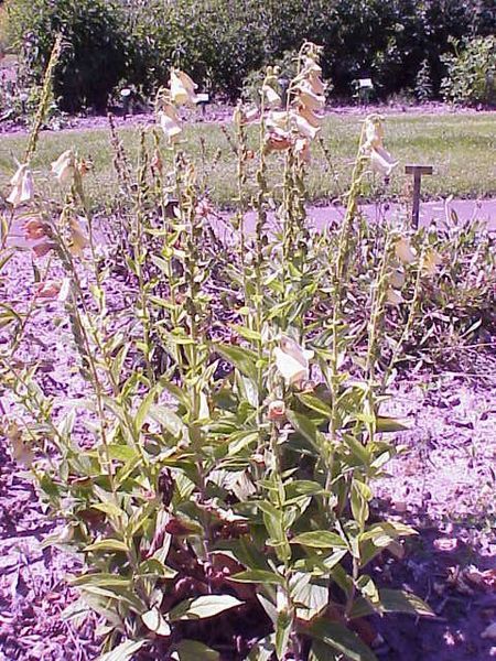 File:"Digitalis ciliata".jpg