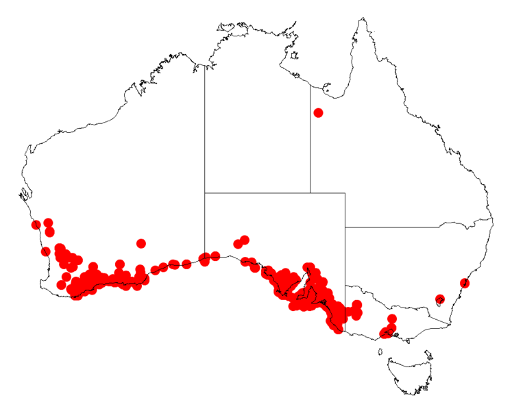 File:Acacia cupularisDistMap242.png