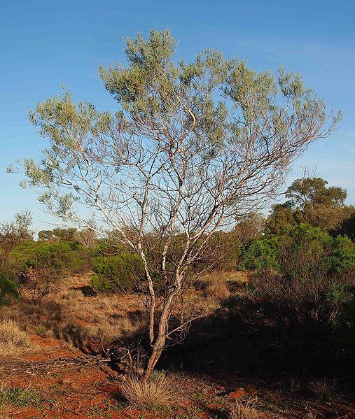 File:Acacia murryana tree.jpg