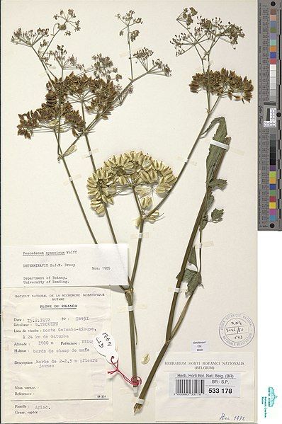 File:Afrosciadium nyassicum (BR0000005331789).jpg