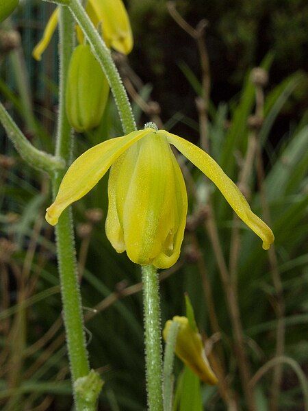 File:Albuca shawii 150820.jpg