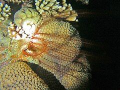 Alloeocomatella pectinifera