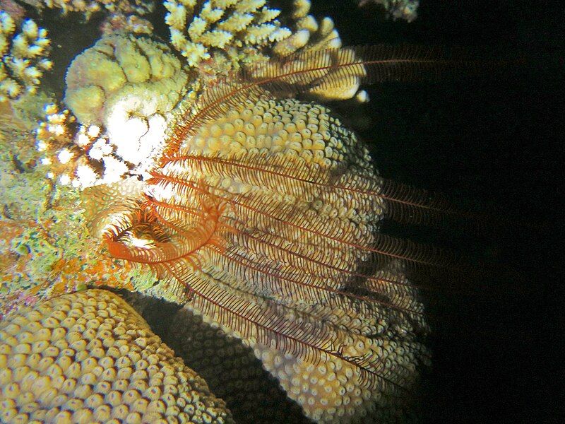 File:Alloeocomatella pectinifera Maldives.JPG