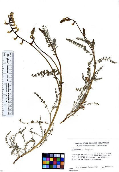 File:Astragalus congdonii (5946784503).jpg