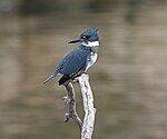 A kingfisher in powerful flight, showing its rusty belly.