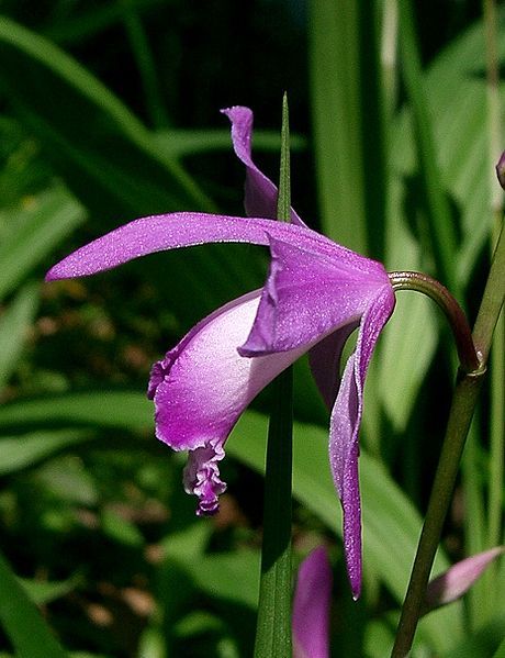 File:Bletilla striata4.jpg