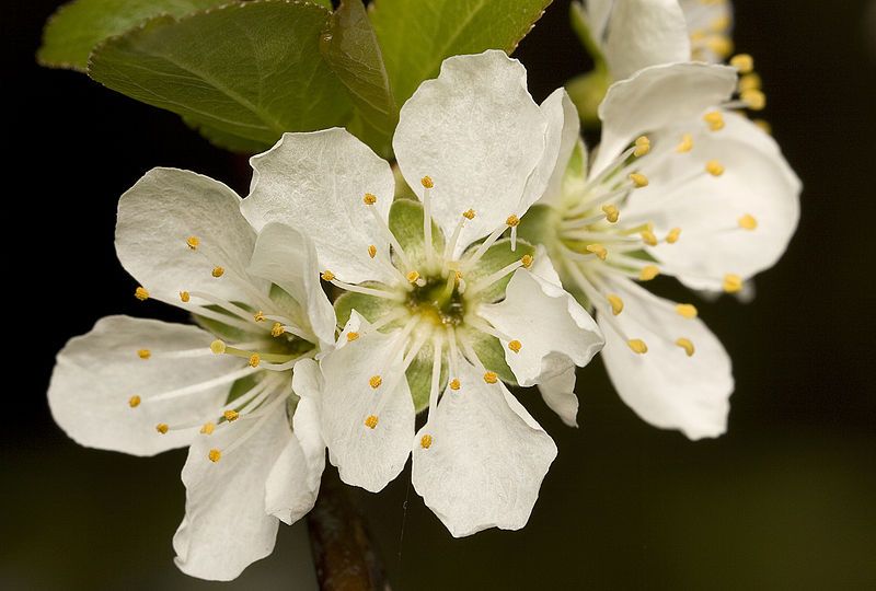 File:Blossom 5455.jpg