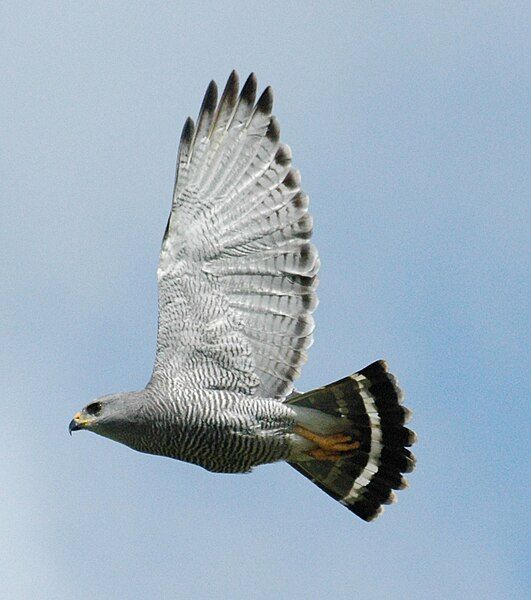 File:Buteo plagiatus Belize.jpg